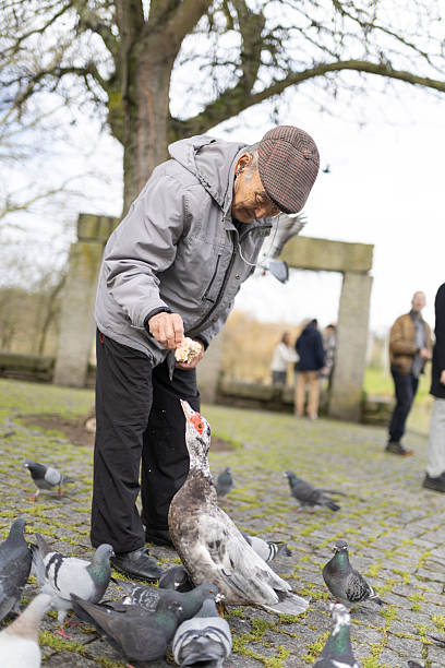istock Elderly man feeding birds in a park 2233314085