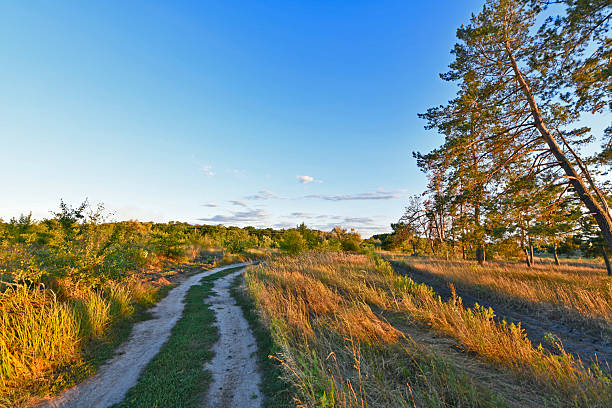 istock Beautiful forest landscapes at sunset. 2233314233