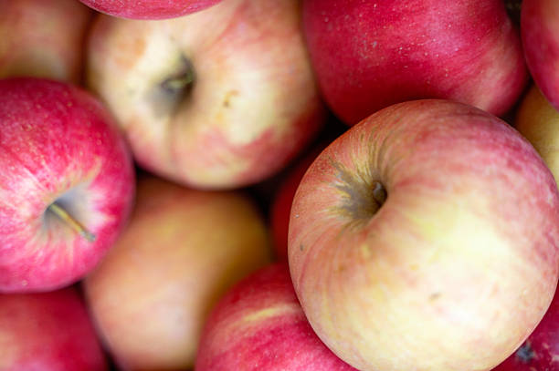 Many red apples close up. Close up of fresh red and yellow apples.