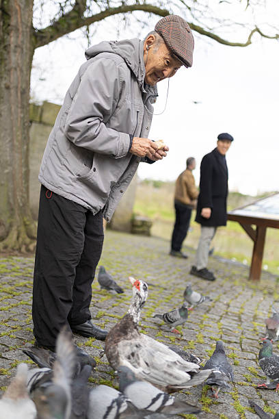 Elderly man feeding pigeons and duck in park