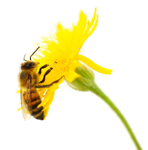 istock Honey bee collecting nectar on yellow flower isolated on white 2233314349