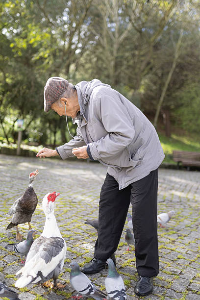 istock Elderly man feeding birds in a park 2233314462