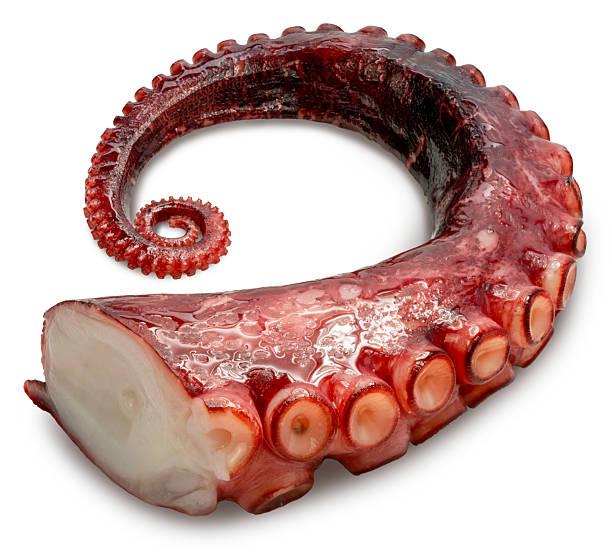 Octopus's arms, Octopus suckers isolated on white background, Octopus's arms on white, with Clipping path, High resolution photography.