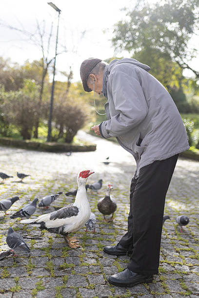 istock Elderly man feeding birds in a park 2233314659