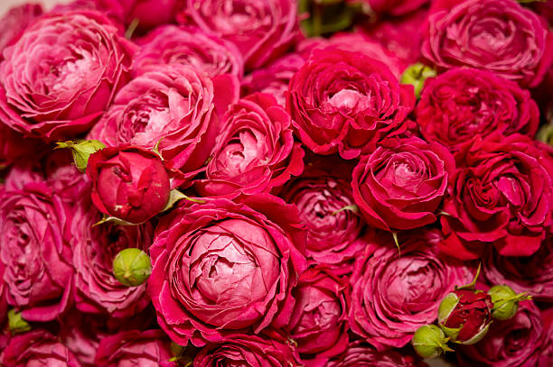 istock Natural red roses background. fresh dark red roses close up texture background 2233315014