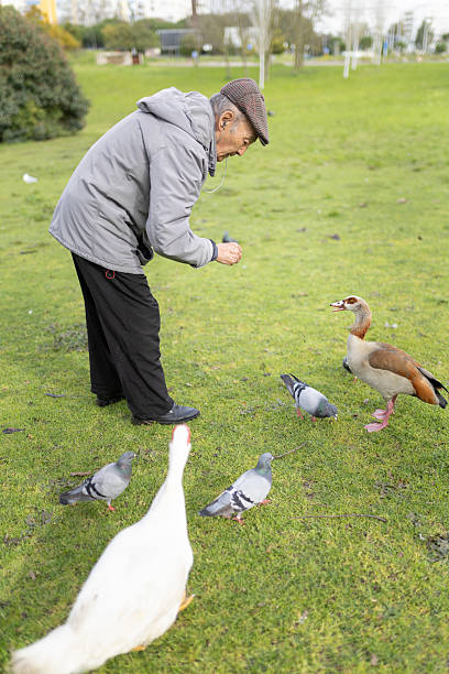 istock Elderly man feeding birds in a green park 2233315156