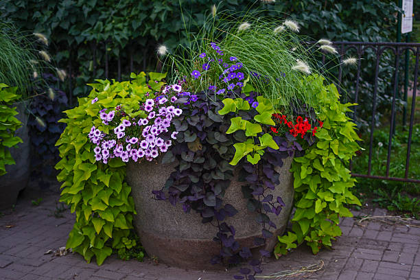 Basket of flowers on a metal chair in the garden