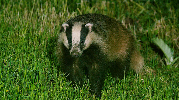 A European badger is walking through a lush, grassy environment during nighttime. The animal is moving cautiously, exploring its surroundings in the natural habitat.