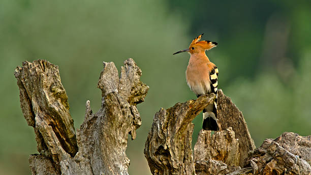 A Eurasian Hoopoe is sitting on a weathered tree stump in a natural setting, featuring a blurred green background. The bird is displaying its distinctive crest and plumage, creating a striking contrast with the rustic wood.
