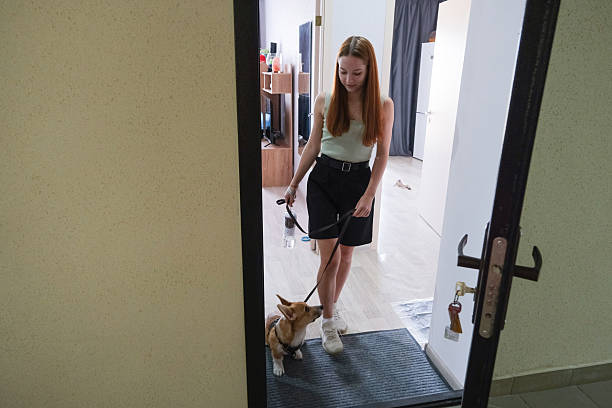 istock Owner puts on and fastens a harness on a Corgi dog at home before a walk 2233318510
