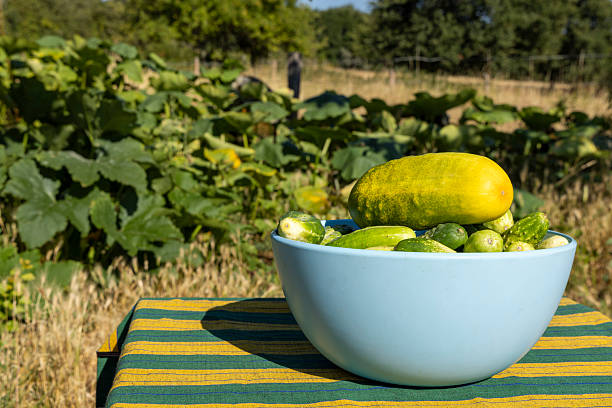 A bowl of cucumbers sits on a table in a field. The cucumbers are yellow and green, and there are several of them in the bowl. The scene is peaceful and serene