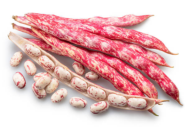 istock Borlotti bean or cranberry bean pods and several beans on white background. File contains clipping paths. 2233320501