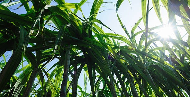 istock Sugarcane crops  grow in field 2233321698