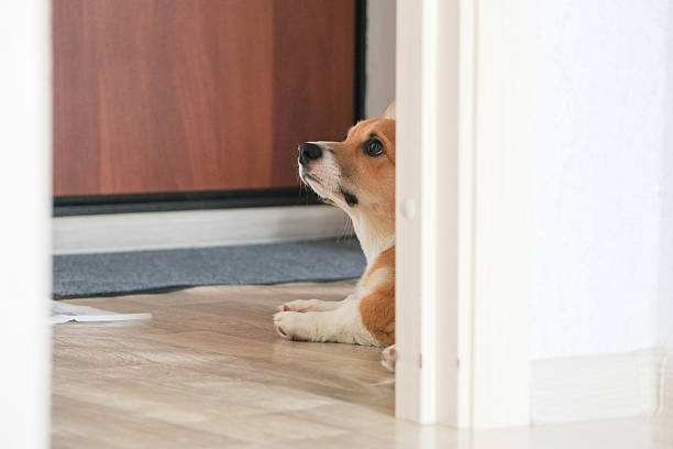 istock a corgi puppy lying on the floor 2233322085