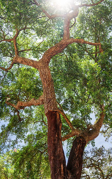 istock Cork oak farm. Oak trunks with renewable bark suitable for stripping in the nearest 4 years. 2233322641