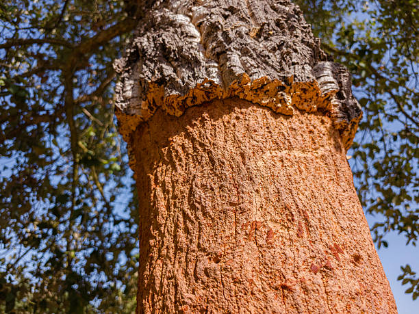 The Parco della Giara in Sardinia is a basaltic plateau home to many plant species, notably the cork oak, and famous for being the habitat of the last wild horses in Europe
