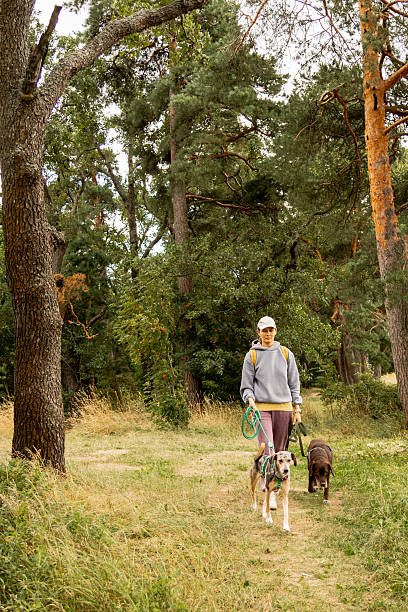 istock person walks two dogs on path in forest or park. Pet training with handler, professional dog walker. 2233322789