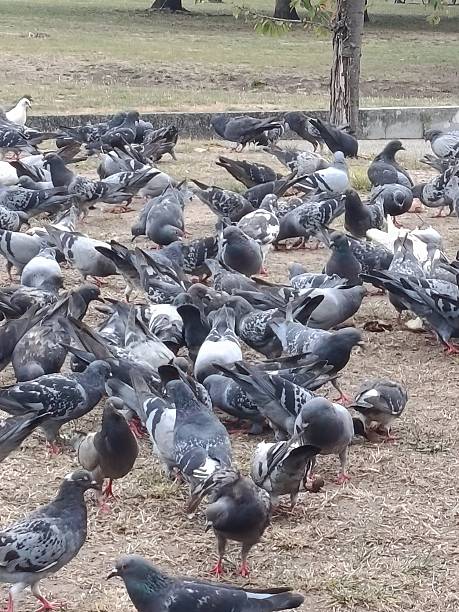 istock Pigeons are eating in the park 2233323895