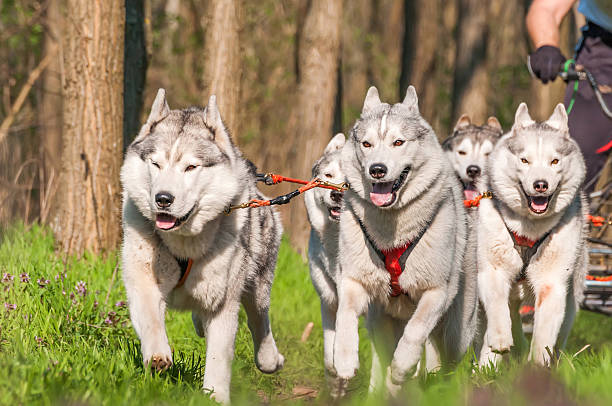 istock Sleddogs racing in a green environment 2233324058