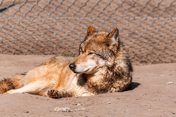 Wolf / Wolf / Canis lupus