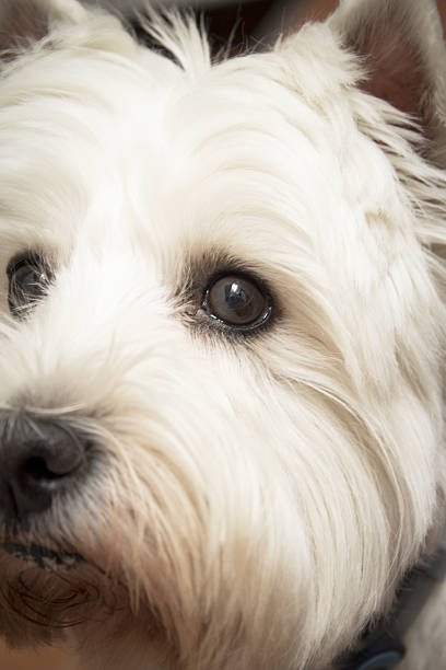 istock West Highland White Terrier dog portrait 2233324274