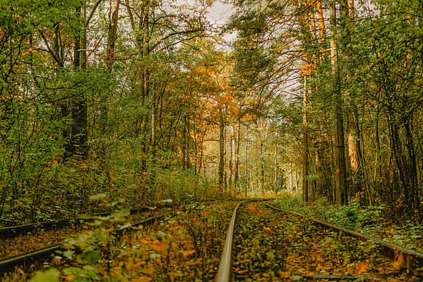 Overgrown railway track winding through a vibrant forest in autumn light.
