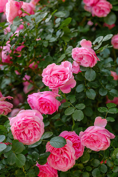 istock Pink roses bloom in a garden surrounded by lush greenery during springtime 2233324608