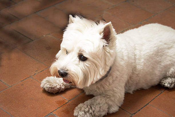 istock West Highland White Terrier dog portrait 2233325832