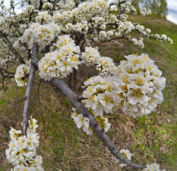 Russia, the South of Western Siberia. A lonely plum tree in white spring bloom on a warm May day.