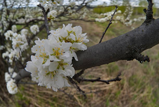 Russia, the South of Western Siberia. A lonely plum tree in white spring bloom on a warm May day.