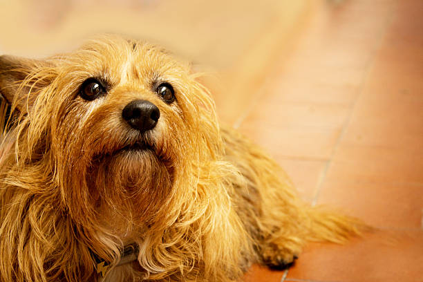 Beautiful wire haired dachshund resting at couch