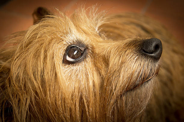 Close-up of a brown dog's face with expressive eyes, capturing its attentive gaze.