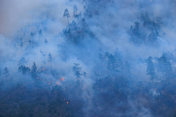 istock Forest fires and the destruction of trees 2233327171