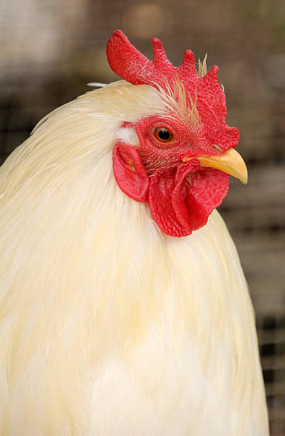 istock Close-up of a white hen 2233329081