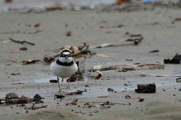 istock Little ringed plover standing on wet sand 2233329339