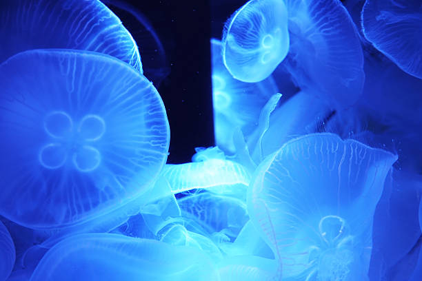 istock Glowing jellyfish floating in blue water 2233330307