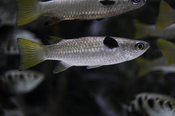 istock Silver fish swimming in dark water 2233330754