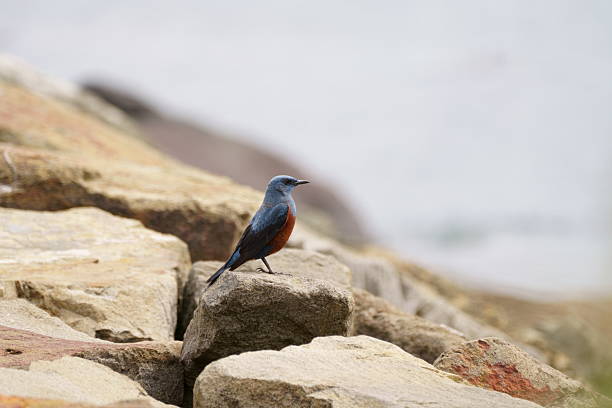 Small wild bird perched on seaside stones, showing vibrant feathers.