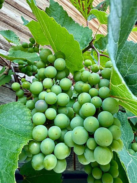 Weinreben