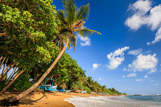 istock Paradise - sea, palm tree, tropical beach, Sri Lanka 2233331236