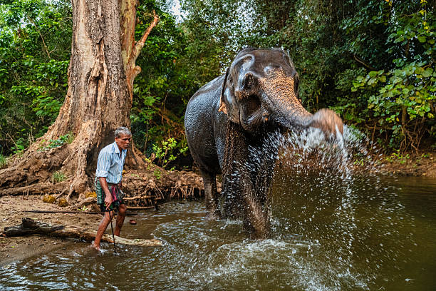 istock Mahout bathing his elephant in the river 2233331395