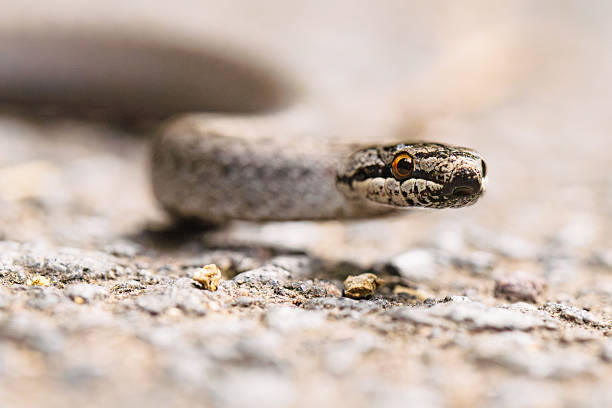 istock Eye to Eye with a Smooth Snake (Coronella austriaca) – Close-up from Ground Level 2233331974
