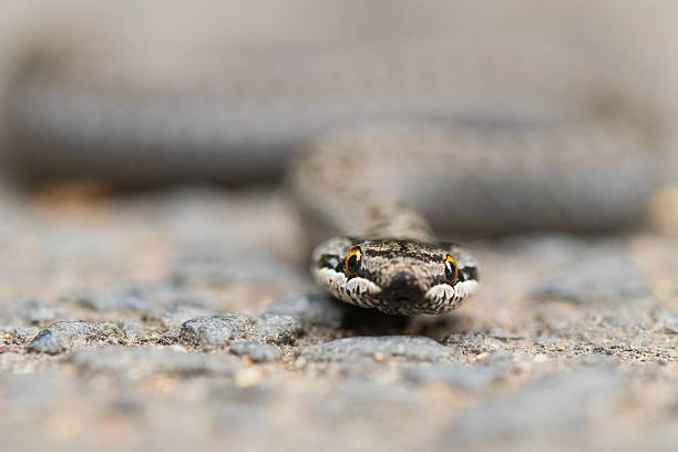 istock Eye to Eye with a Smooth Snake (Coronella austriaca) – Close-up from Ground Level 2233332056