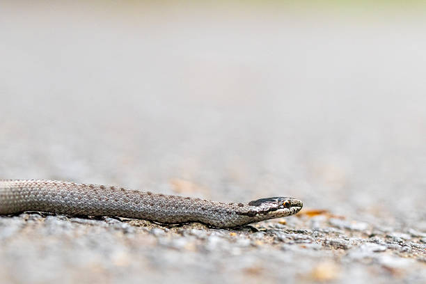 istock Eye to Eye with a Smooth Snake (Coronella austriaca) – Close-up from Ground Level 2233332057