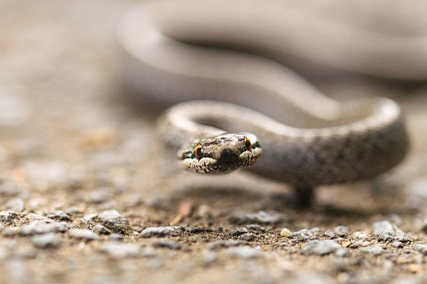 Eye to Eye with a Smooth Snake (Coronella austriaca) – Close-up from Ground Level
