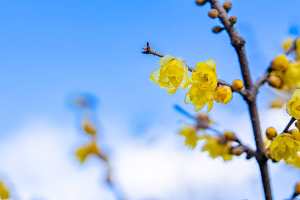 Yellow wintersweet flower under blue sky
