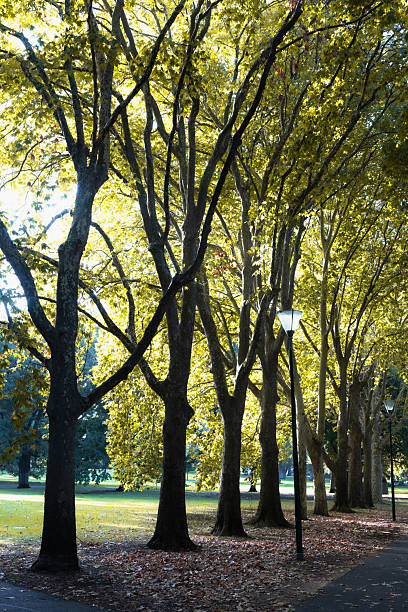 istock Carlton Gardens in Melbourne Australia 2233335438