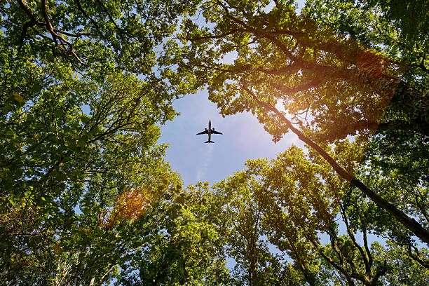 istock Airplane flying overhead viewed through green tree canopy in sunlight 2233335544