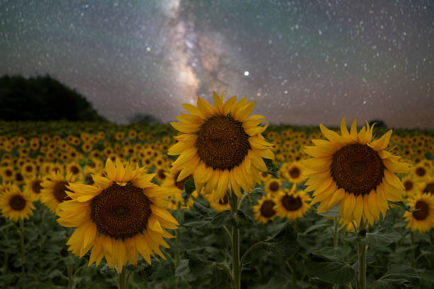 istock Sunflowers under the Milky Way Galaxy 2233335706