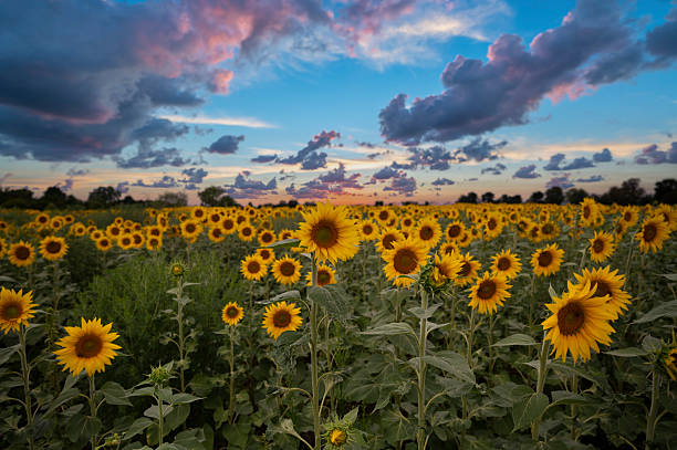 istock Colorful sunset over a sunflower field 2233335799